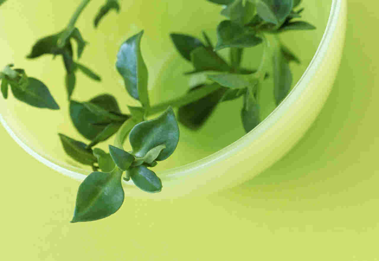 ayurveda products